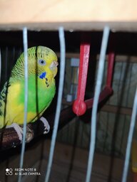 Милый попугайчик:)