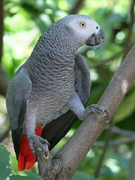 Bereginya