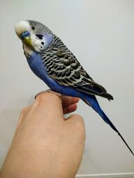 Airinushka