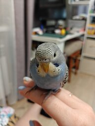 Дарья (попугайчик Гоша)