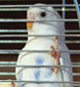 Svetlanovna