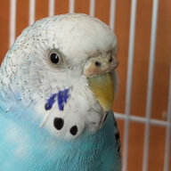 Синий Орлан