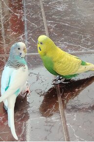 Волнушка2091