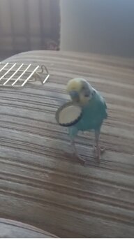 Кузькина мать