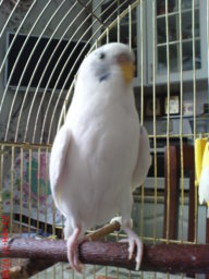 Сонька и Сенька