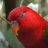 Lory