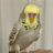 imago