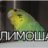 Мартин