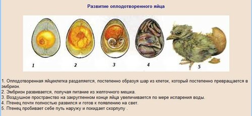 Можно ли сделать гнездовой домик для попугаев из картонной коробки? - Форумы о попугаях