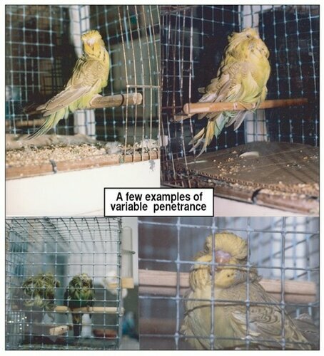 Помощь Волнистый попугай - 30 июля - Форум Зоовет