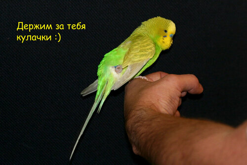 http://parrots.ru/image.php?url=http://img-fotki.yandex.ru/get/4101/lena-klev.1f/0_3ac5e_81820335_L.jpg