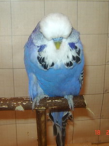 Участник №1 фото