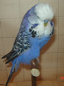 Участник №1 фото