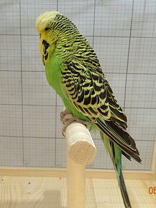 Участник №10 фото