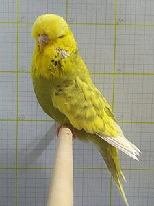 Участник №103 фото