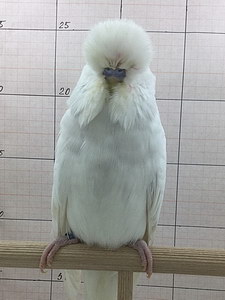 Участник №109 фото