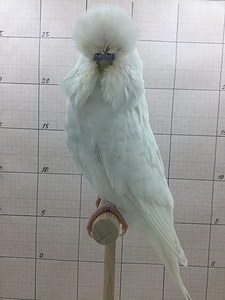 Участник №109 фото