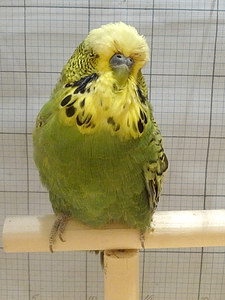 Участник №11 фото