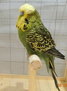 Участник №11 фото