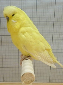 Участник №110 фото