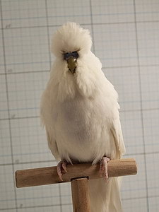 Участник №114 фото