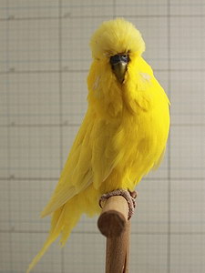 Участник №115 фото