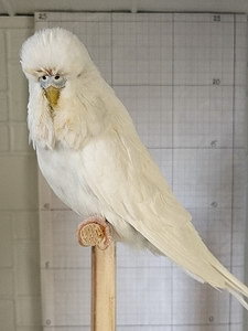 Участник №118 фото