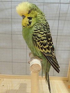 Участник №12 фото