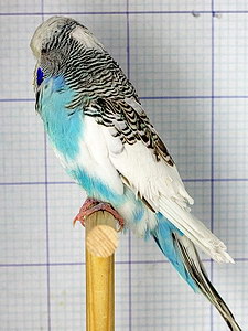 Участник №126 фото