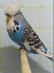 Участник №129 фото