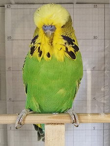 Участник №13 фото