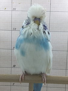 Участник №130 фото