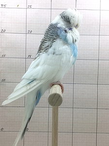 Участник №130 фото