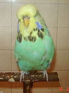 Участник №132 фото