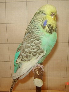 Участник №132 фото