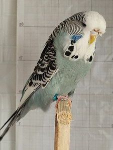 Участник №133 фото