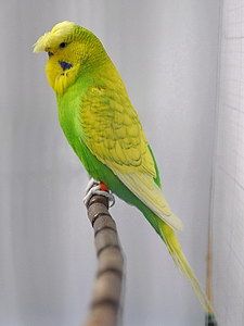 Участник №137 фото