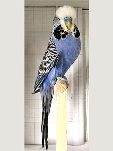 Участник №14 фото