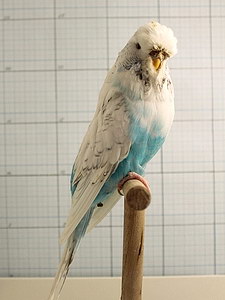 Участник №141 фото