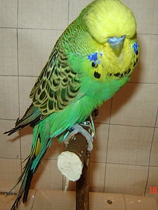 Участник №144 фото