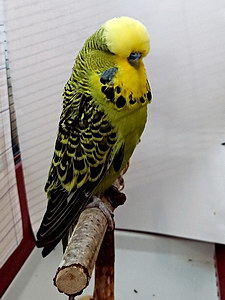 Участник №15 фото