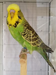 Участник №150 фото