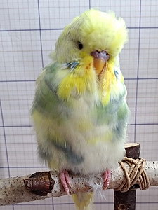 Участник №151 фото