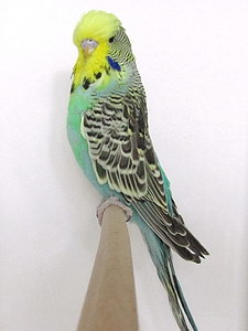 Участник №153 фото