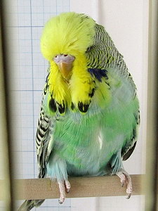 Участник №153 фото