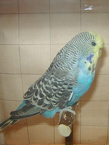 Участник №162 фото