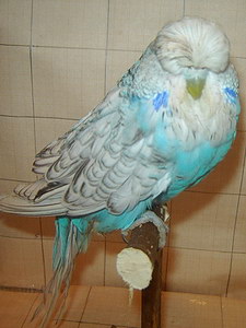 Участник №163 фото