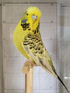 Участник №168 фото