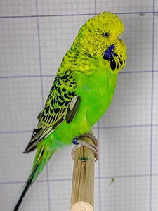 Участник №176 фото