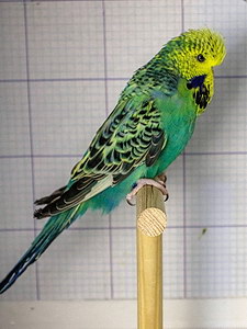 Участник №178 фото